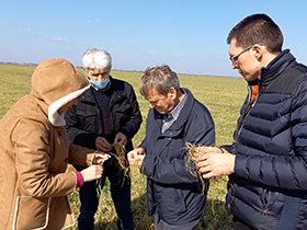 Пшеница трпи због великих температурних разлика