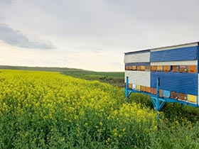 U vreme hemijskih tretmana useva neophodno zaštiti pčele