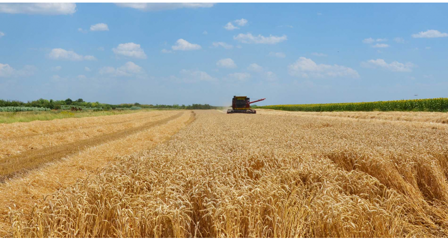 Жетва хлебног зрна у пуном јеку