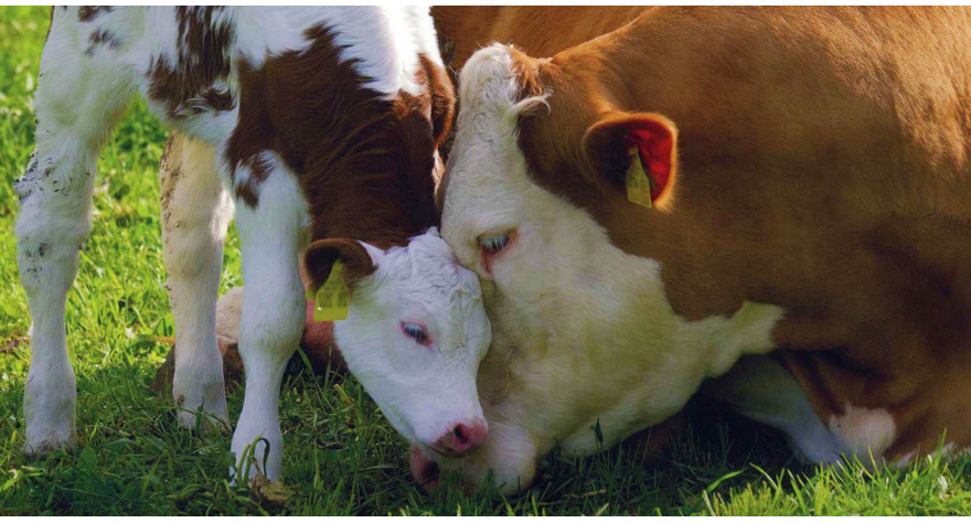 Истиче рок за предају захтева за подстицаје