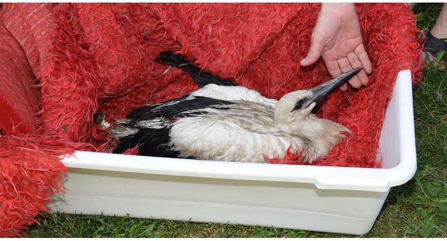 Збринуте повређене роде 