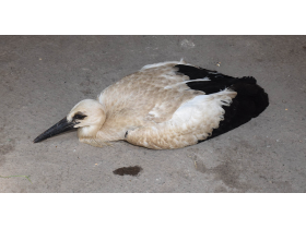 Повређено друго младунче