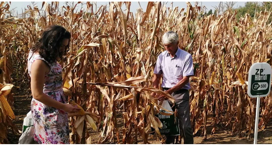 Prednost imaju domaći hibridi