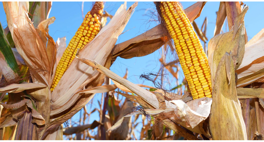 Берба кукуруза у пуном јеку