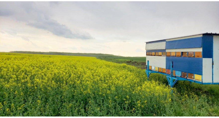 U vreme hemijskih tretmana useva neophodno zaštiti pčele
